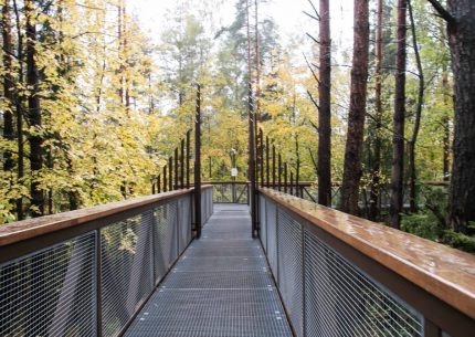 Экскурсия по вершинам деревьев и не только